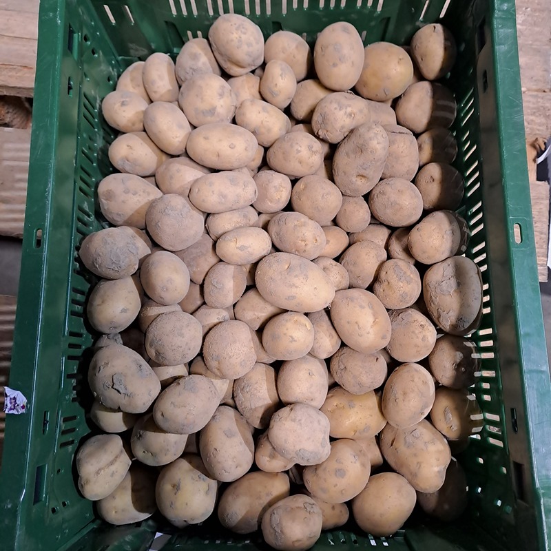 Aardappel krieltjes Twister - Niemegeers BE (per kilo)