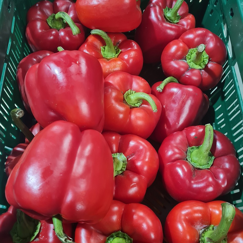 Paprika rood Ecoveg (Prijs per kilo)