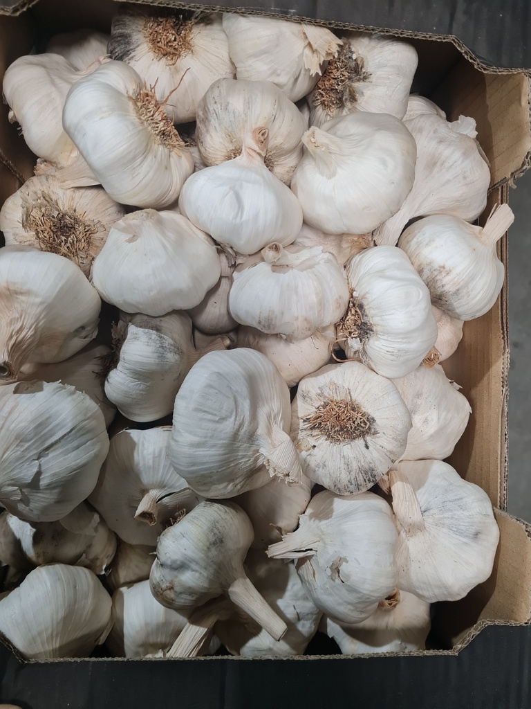 Knoflook Wit -SP (per 100g)