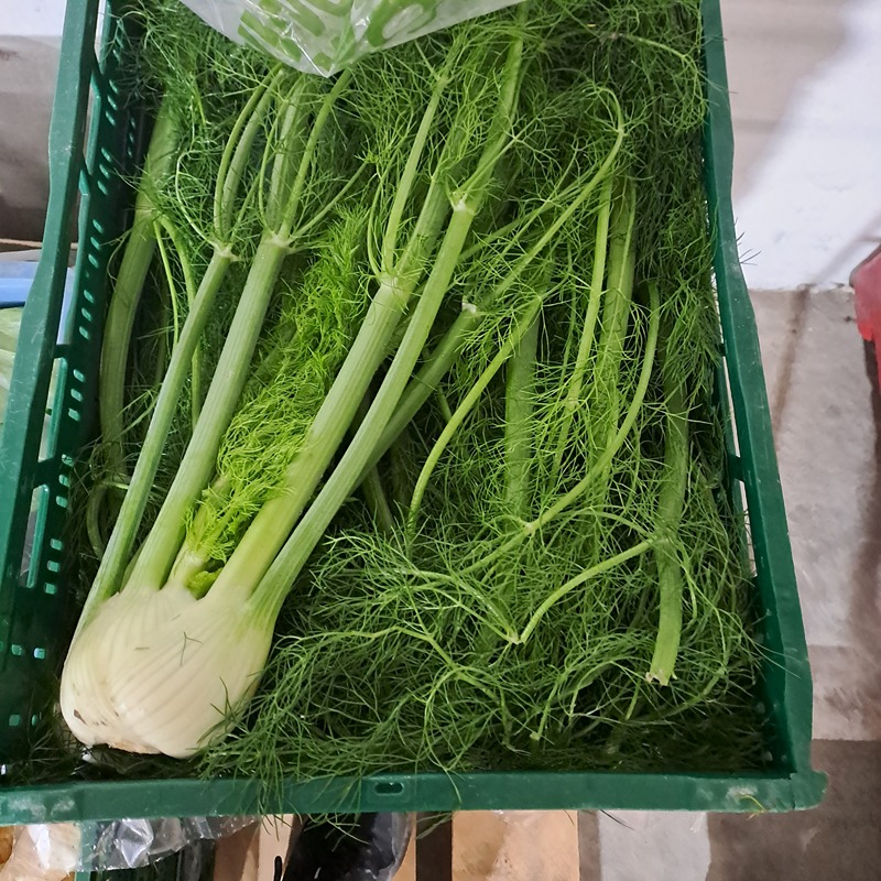 Venkel met loof - Claeys Jarno BE (per kilo)