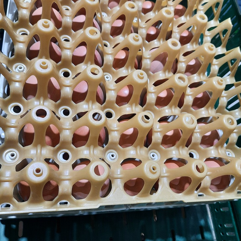 Ei Reigersvliet - BE (per stuk)