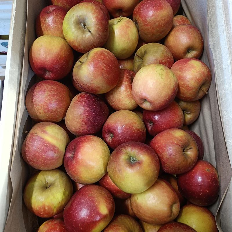 Appel Alkmene prijs/kg