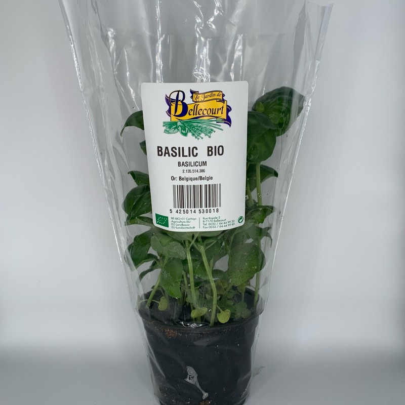 Basilicum - BE (in potje)