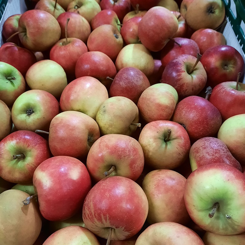 Appel Elstar - Koen Van Eyckeren (BE) (per kg)