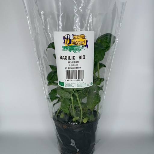 [BASILICUM_stuk] Eikenbladsla Groen - Toubio BE (kopie)