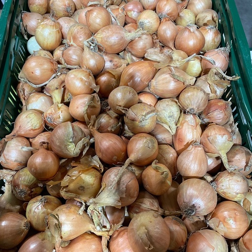 Ajuin geel - 't Livinushof BE (per kilo)