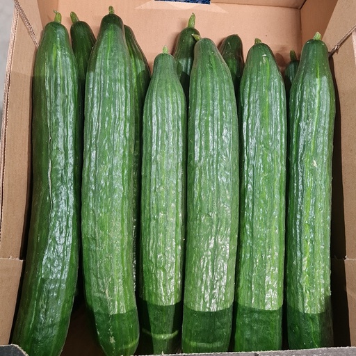 Komkommer (EcoVeg- BE) prijs per stuk