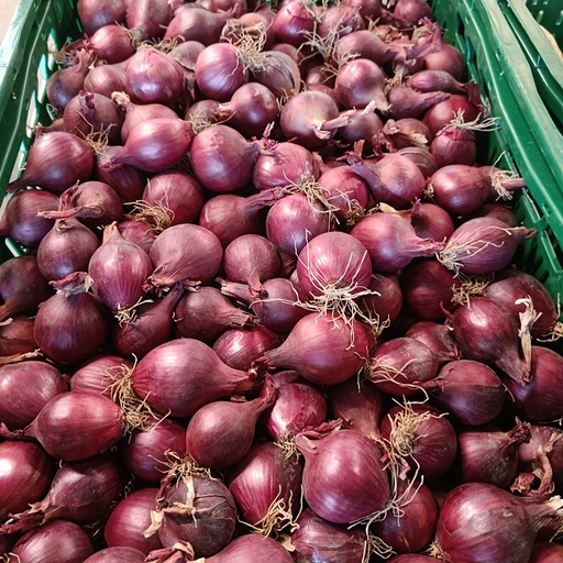 Ajuin rood - Ferme hoeve Poperinge BE (per kilo)